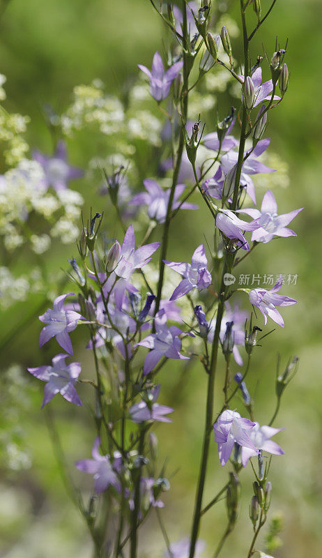 风铃花(Campanula rapunculus)